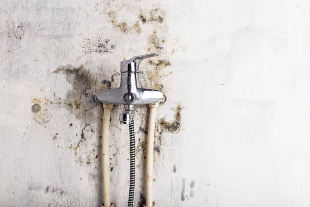 Bear Valley Springs, CA Mold Removal Pros
