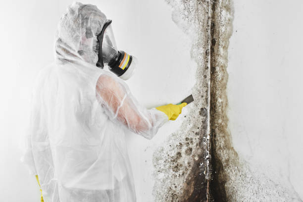 Best Basement Mold Remediation in Bear Valley Springs, CA