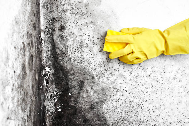Best Emergency Mold Remediation in Bear Valley Springs, CA