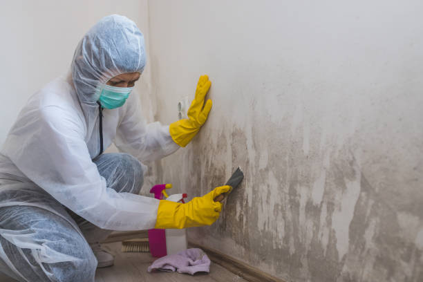 Best Attic Mold Remediation in Bear Valley Springs, CA
