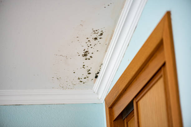 Best Basement Mold Remediation in Bear Valley Springs, CA