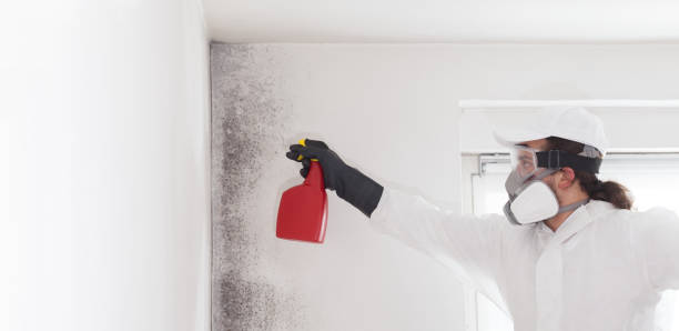 Best Crawl Space Mold Remediation in Bear Valley Springs, CA