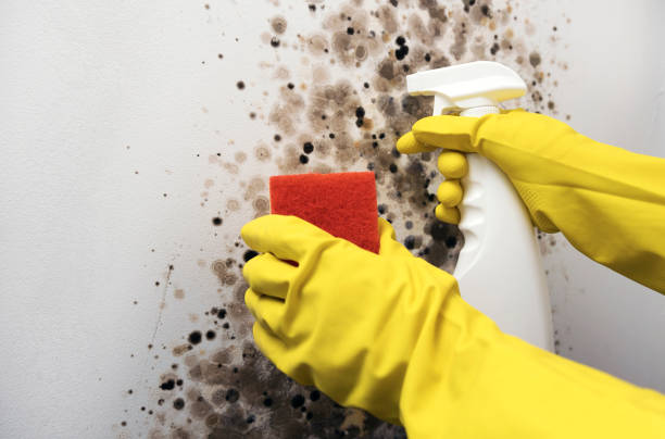Best Preventive Mold Services in Bear Valley Springs, CA